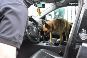 zdjęcie kolorowe: przewodnik psa służbowego z psem wyszkolonym na wyszukiwanie zapachu narkotyków podczas przeszukania samochodu&quot;&gt;
