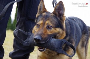 pies policyjny trzyma w pysku zabawkę