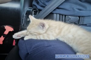 Uratowany kot na kolanach policjantki