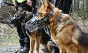 dwa policyjne psy tropiące w kagańcach na pyskach, warują przy nodze swoich przewodników