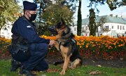 Przewodnik psa służbowego w umundurowaniu ćwiczebnym przykucnął obok psa służbowego w parku na tle klombu kwiatów, pies podaje łapę&quot;&gt;