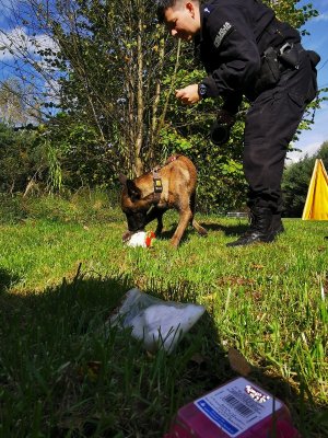 Policjantka ćwiczy psa w wyszukiwaniu narkotyków, pakunki leżą na trawie