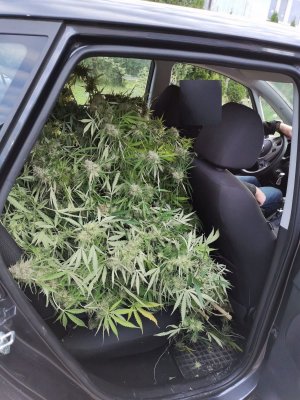 Krzewy marihuany na tylnym siedzeniu samochodu