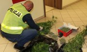 Policjant tyłem przy zabezpieczonych roślinach konopi i suszu marihuany