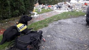 pies ratowniczy siedzi obok budynku, w którym nastąpił wybuch