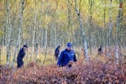 policjanci w lesie poszukują zaginionego - zdjęcie poglądowe