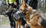 policyjne psy stoją przy policjantach