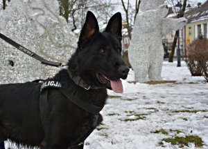 policyjny pies służbowy