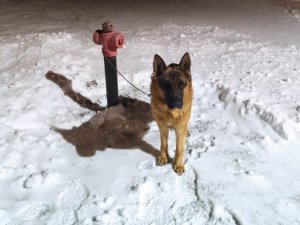 pies przywiązany do hydrantu