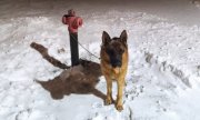 pies przywiązany do hydrantu