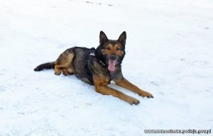 Na zdjęciu PAKO - pies policyjny znajdujący leżący na śniegu.