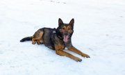Na zdjęciu PAKO - pies policyjny znajdujący leżący na śniegu.