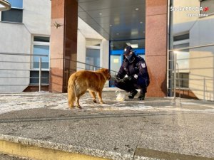 policjant przed wejściem głównym do Komendy karmi psa