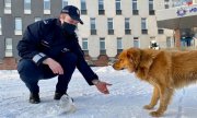 policjant na chodniku przed Komendą wyciąga rękę do psa