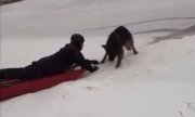 policjant wyciąga z wody psa