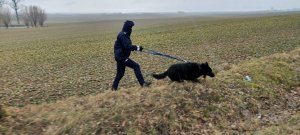 policjant podczas poszukiwań z psem na polu