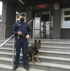 budynkiem komendy na schodach stoi umundurowany policjant, na twarzy ma założoną maseczkę, trzyma smycz siedzącego przed nim psa służbowego owczarka niemieckiego, z tylu ściana frontowa komendy