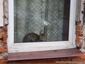 kot siedzący na parapecie za oknem