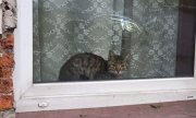 kot siedzący na parapecie za oknem