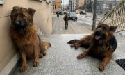 dwa psy przed Komendą Wojewódzką Policji w Kielcach