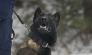 Owczarek belgijski - policyjny pies służbowy wykonujący polecenia swojego przewodnika