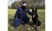 Zdjęcie przedstawia policjanta z psem służbowym. Czarny owczarek niemiecki siedzi obok swojego przewodnika