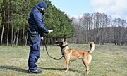 Policyjny pies służbowy w trakcie szkolenia stoi przed przewodnikiem