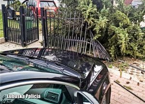 Przód pojazdu osobowego, a w tle połamane drzewo i uszkodzony inny pojazd