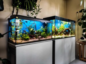 akwaria z roślinami i rybami