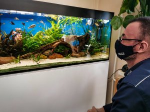 umundurowany policjant przed akwarium z rybami i roślinami