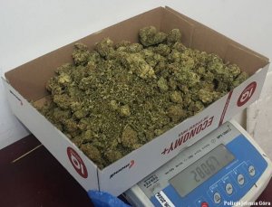 susz marihuany w kartonie na wadze