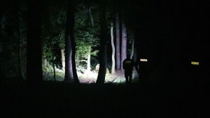 Policjanci poszukują zaginionego mężczyzny w lesie. Pora nocna. Na zdjęciu widoczne oświetlenie terenu poszukiwań