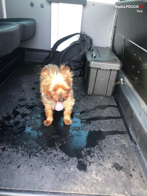 uratowany pies po schłodzeniu wodą
