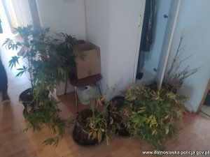 zabezpieczone sadzonki marihuany w mieszkaniu