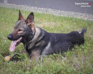 policyjny pies - wilczur leżący na trawie