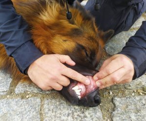 Policjant sprawdza nawrót kapilarny na dziąśle psa.
