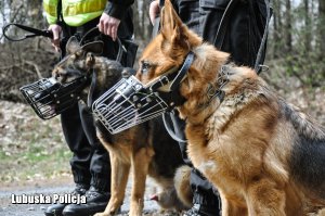 Dwa psy tropiące w kagańcach przy policjantach.