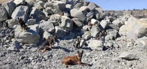 policyjne psy na skałkach