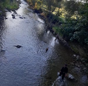 mężczyzna z psem w rzece