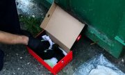 policjant kuca przy kontenerze na śmieci i ogląda szczeniaki znajdujące się w kartonie przy kontenerze