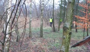 Teren leśny - policjanci w żółtych kamizelkach poszukują zaginionego grzybiarza