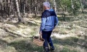 mężczyzna z koszykiem zbiera grzyby w lesie