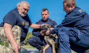 Tomasz Urbańczyk oraz dwaj policjanci trzymający psa policyjnego