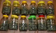 zabezpieczona marihuana w szklanych słoikach