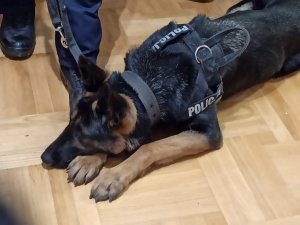Policyjny pies w mieszkaniu zatrzymanego