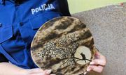 Zdjęcie kolorowe: drewniany plaster z wypalonym wzorem kota trzymany przez policjantkę