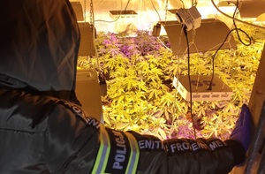 policjant zabezpiecza rośliny z plantacji konopi indyjskich w pomieszczeniu gospodarczym