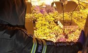 policjant zabezpiecza rośliny z plantacji konopi indyjskich w pomieszczeniu gospodarczym