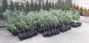 krzewy marihuany w doniczkach