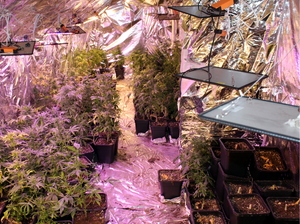 krzewy marihuany zabezpieczone w domu jednorodzinnym